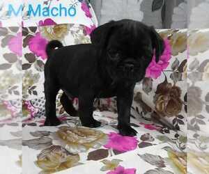 Pug Puppy for sale in TULARE, CA, USA