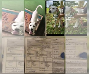 Labmatian Dogs for adoption in Virginia Beach, VA, USA