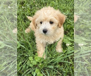 Maltese-Poodle (Toy) Mix Puppy for sale in SENECA FALLS, NY, USA