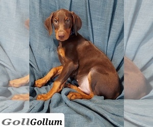 Doberman Pinscher Puppy for Sale in POMEROY, Ohio USA