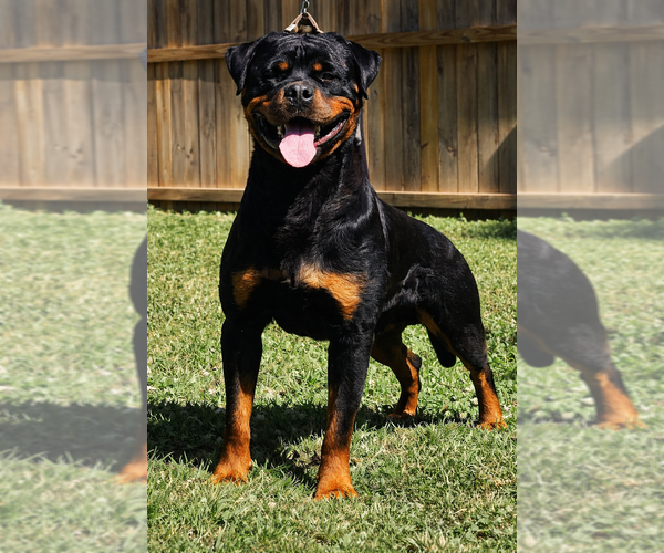 Medium Photo #1 Rottweiler Puppy For Sale in O FALLON, MO, USA