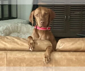 Vizsla Dogs for adoption in Denton, TX, USA