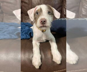 Mutt Dogs for adoption in New London, WI, USA