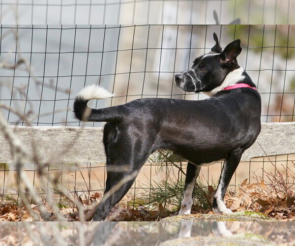 Medium Photo #14 American Pit Bull Terrier-Border Collie Mix Puppy For Sale in Oak Bluffs, MA, USA