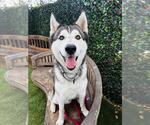 KIPPER - Male Siberian Husky Dog for Adoption - Small photo