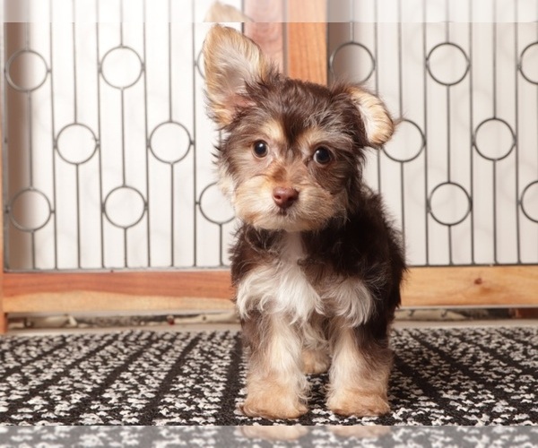 Medium Photo #9 YorkiePoo Puppy For Sale in NAPLES, FL, USA