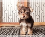 Small Photo #9 YorkiePoo Puppy For Sale in NAPLES, FL, USA