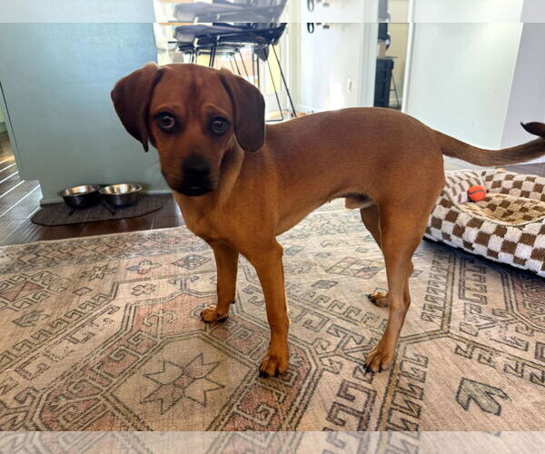 Medium Photo #5 Daug Puppy For Sale in San Diego, CA, USA