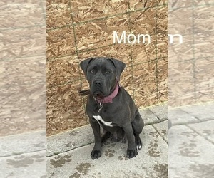 Mother of the Cane Corso puppies born on 05/02/2026