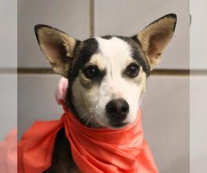 Siberian Husky-Unknown Mix Dogs for adoption in San Antonio, TX, USA