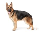 Small Photo #3 German Shepherd Dog-Unknown Mix Puppy For Sale in Los Angeles, CA, USA