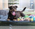 Small #1 Rottweiler Mix