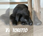 Small Labrador Retriever Mix
