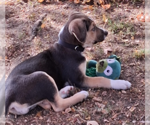 Feta - Female Great Pyrenees-Unknown Mix Dog for Adoption - Photo #2