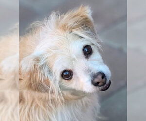 Curly - Male Mutt Dog for Adoption - Photo #3