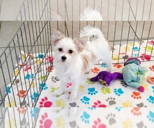 Papitese Puppy for sale in ORO VALLEY, AZ, USA