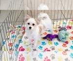 Image preview for Ad Listing. Nickname: Sadie