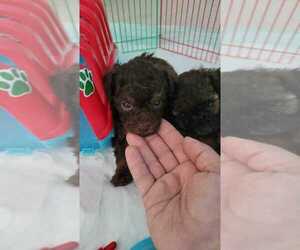 Poodle (Toy) Puppy for sale in SEBRING, FL, USA