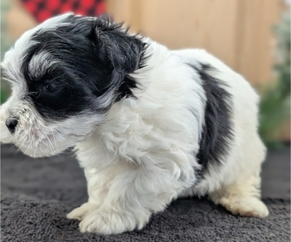 Medium Photo #8 Havanese Puppy For Sale in GOSHEN, IN, USA