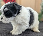 Small #7 Havanese