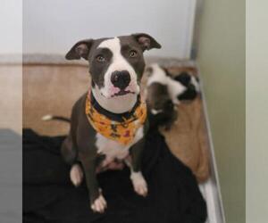American Staffordshire Terrier-Unknown Mix Dogs for adoption in San Antonio, TX, USA