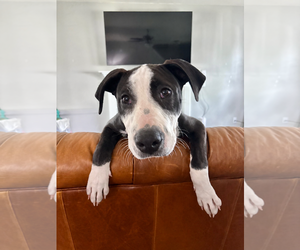 American Staffordshire Terrier-Unknown Mix Dogs for adoption in Holly Springs, NC, USA