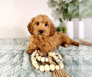 Cock-A-Poo Puppy for sale in GREENFIELD, IN, USA