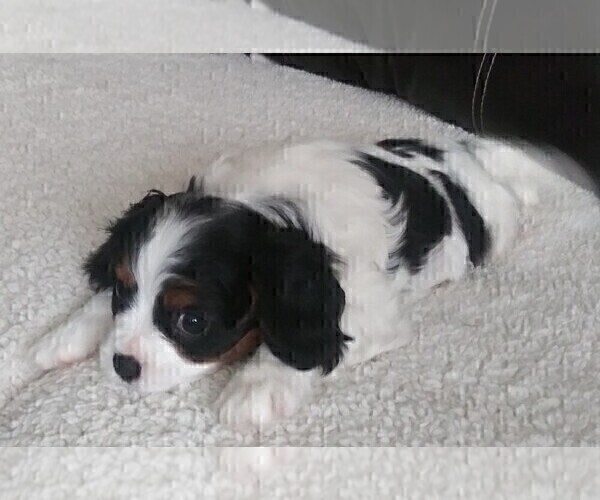 Medium Photo #121 Cavalier King Charles Spaniel Puppy For Sale in HOWLAND, OH, USA