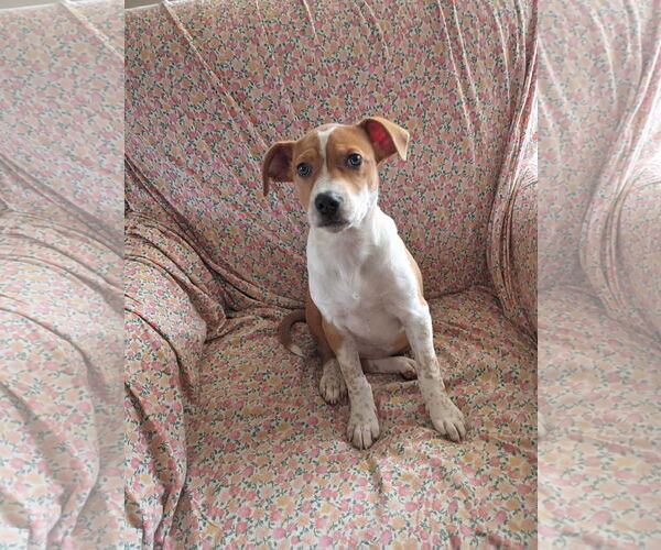 Medium Photo #4 Mutt Puppy For Sale in Holly Springs, NC, USA