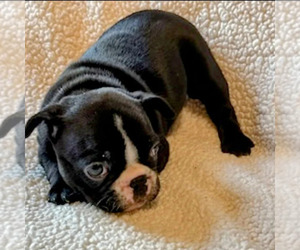 French Bulldog Puppy for sale in BROKEN ARROW, OK, USA