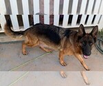 Small Photo #9 German Shepherd Dog Puppy For Sale in MERCED, CA, USA