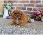 Small #3 Cavalier King Charles Spaniel