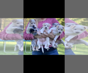Cattle Collie Dog Puppy for sale in MC BAIN, MI, USA