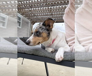 Marley - Maybe Me? - Female Mutt Dog for Adoption - Photo #3
