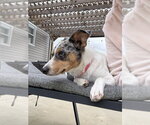 Small Photo #3 Mutt Puppy For Sale in Oakhurst, NJ, USA