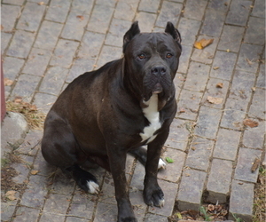 Father of the Cane Corso puppies born on 07/31/2025