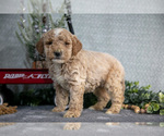Puppy Sawyer Poodle (Miniature)