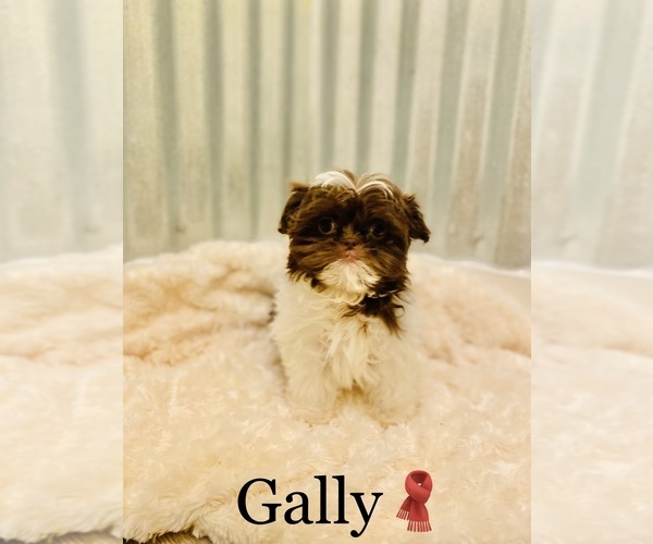 Medium Photo #7 Shih Tzu Puppy For Sale in COOKEVILLE, TN, USA