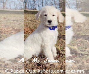 Goldendoodle Puppy for sale in GOLDEN CITY, MO, USA