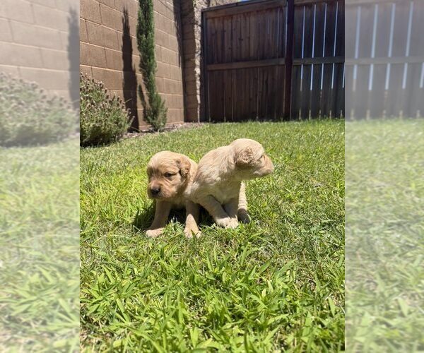Medium Photo #7 Golden Retriever Puppy For Sale in SACRAMENTO, CA, USA