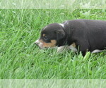 Small Photo #4 Rat Terrier Puppy For Sale in HILLSBORO, WI, USA