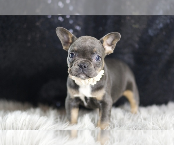 Medium Photo #77 French Bulldog Puppy For Sale in WARSAW, IN, USA