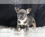 Small Photo #77 French Bulldog Puppy For Sale in WARSAW, IN, USA