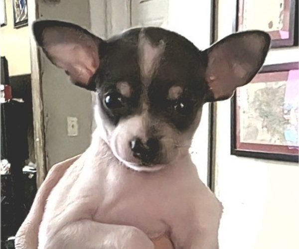 Medium Photo #1 Chihuahua Puppy For Sale in MIDDLEBURG, PA, USA