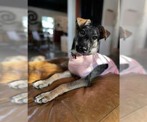 German Shepherd Dog-Unknown Mix Dogs for adoption in San Antonio, TX, USA