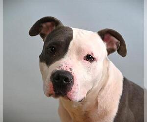 American Pit Bull Terrier-Unknown Mix Dogs for adoption in Fort Collins, CO, USA