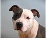 Small American Pit Bull Terrier Mix