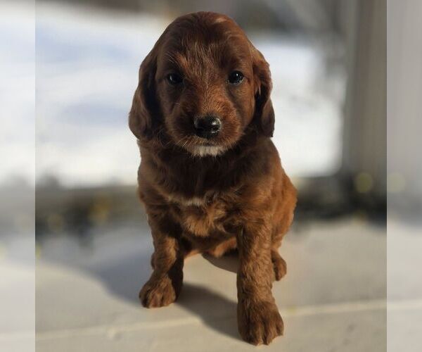 Medium Photo #4 Irish Doodle (Miniature) Puppy For Sale in NEW HOLLAND, PA, USA