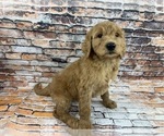 Small Photo #1 Labradoodle Puppy For Sale in SHELL KNOB, MO, USA