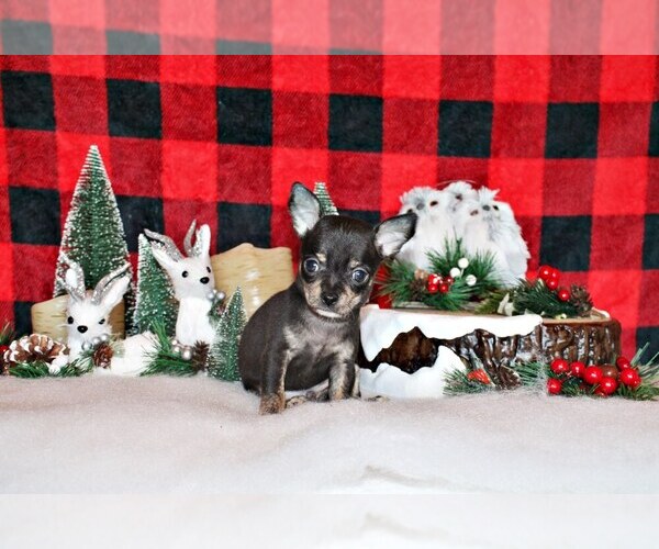 Medium Photo #37 Chihuahua Puppy For Sale in CHARLESTON, AR, USA